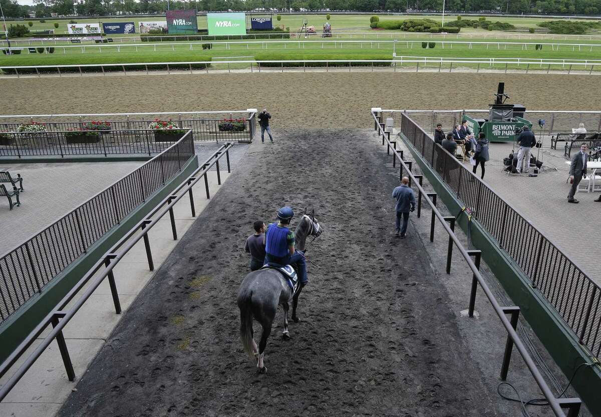 Belmont Stakes entrant Frosted pauses before entering the track for a workout Friday at Belmont Park in Elmont, N.Y.