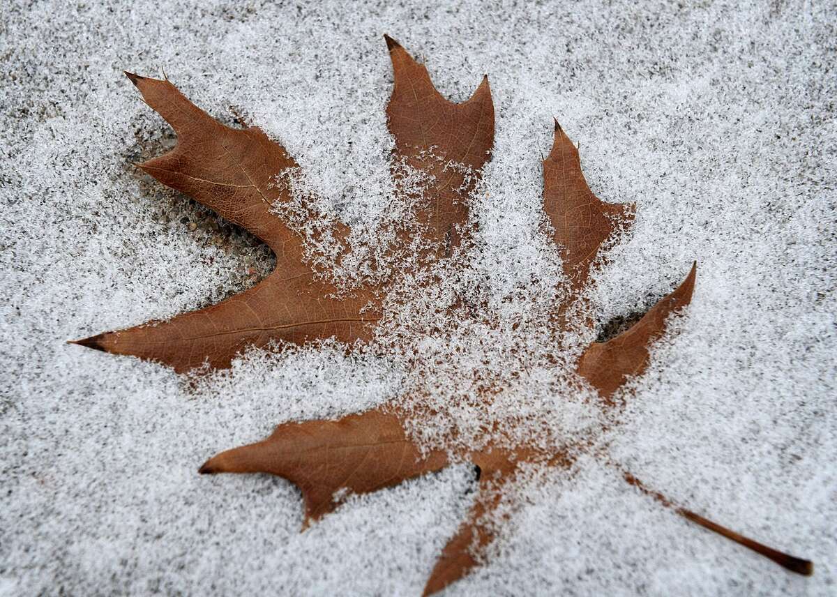 An oak leaf lies in the snow Wednesday in Wichita Falls, Texas. A wintry mix is also forecast for southern New England.