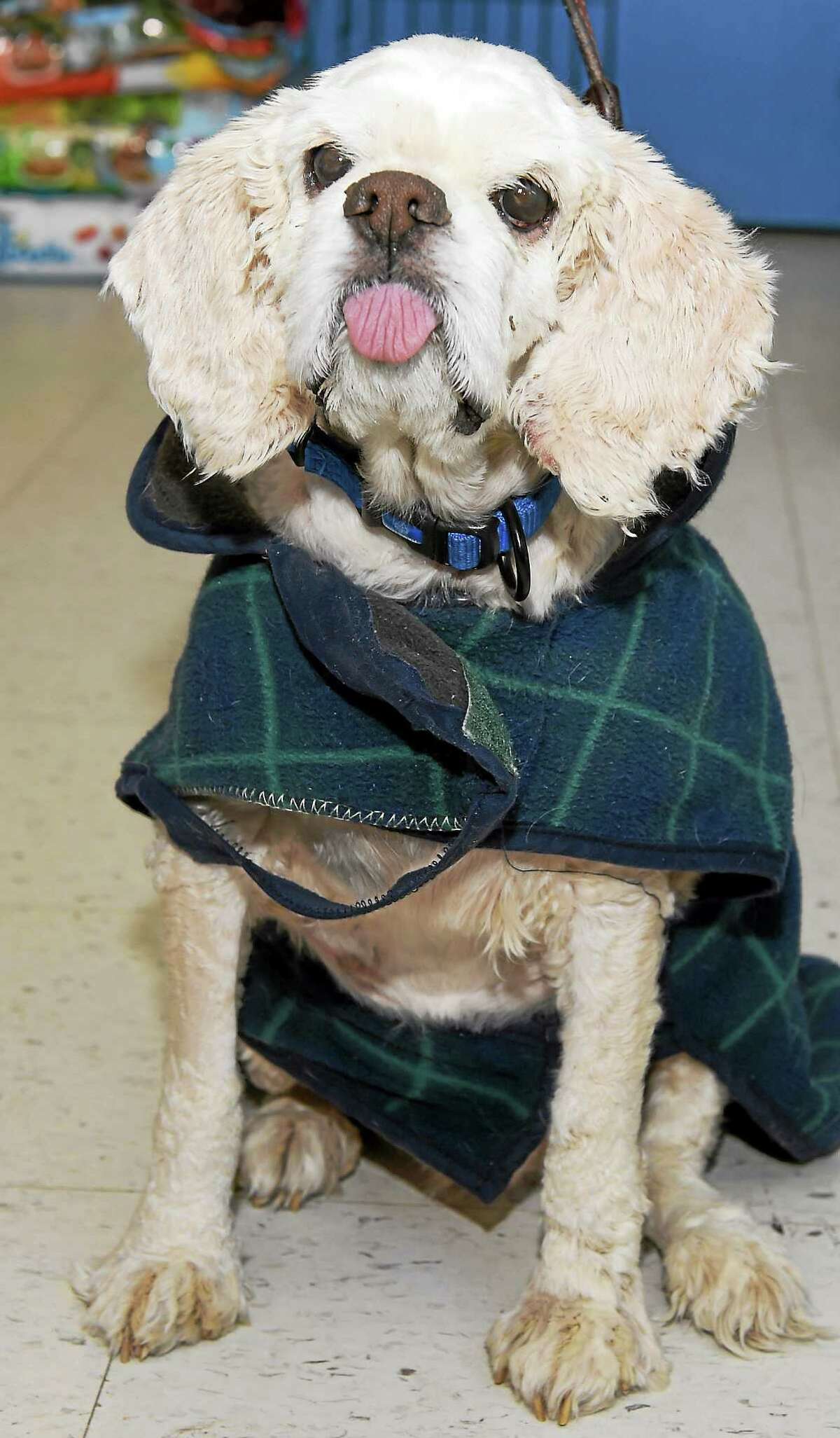 Chance, a 10-year-old special needs dog, is available for adoption at the Dan Cosgrove Animal Shelter in Branford.