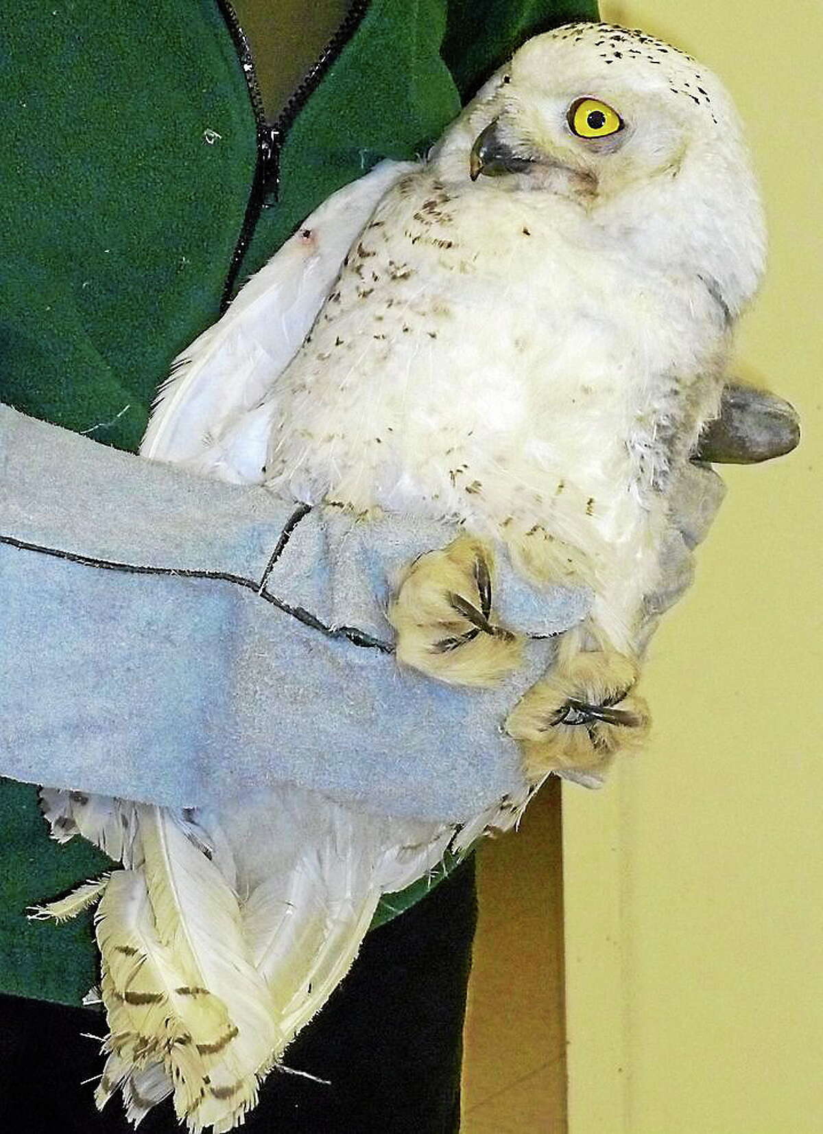 This snowy owl got his feathers fixed.