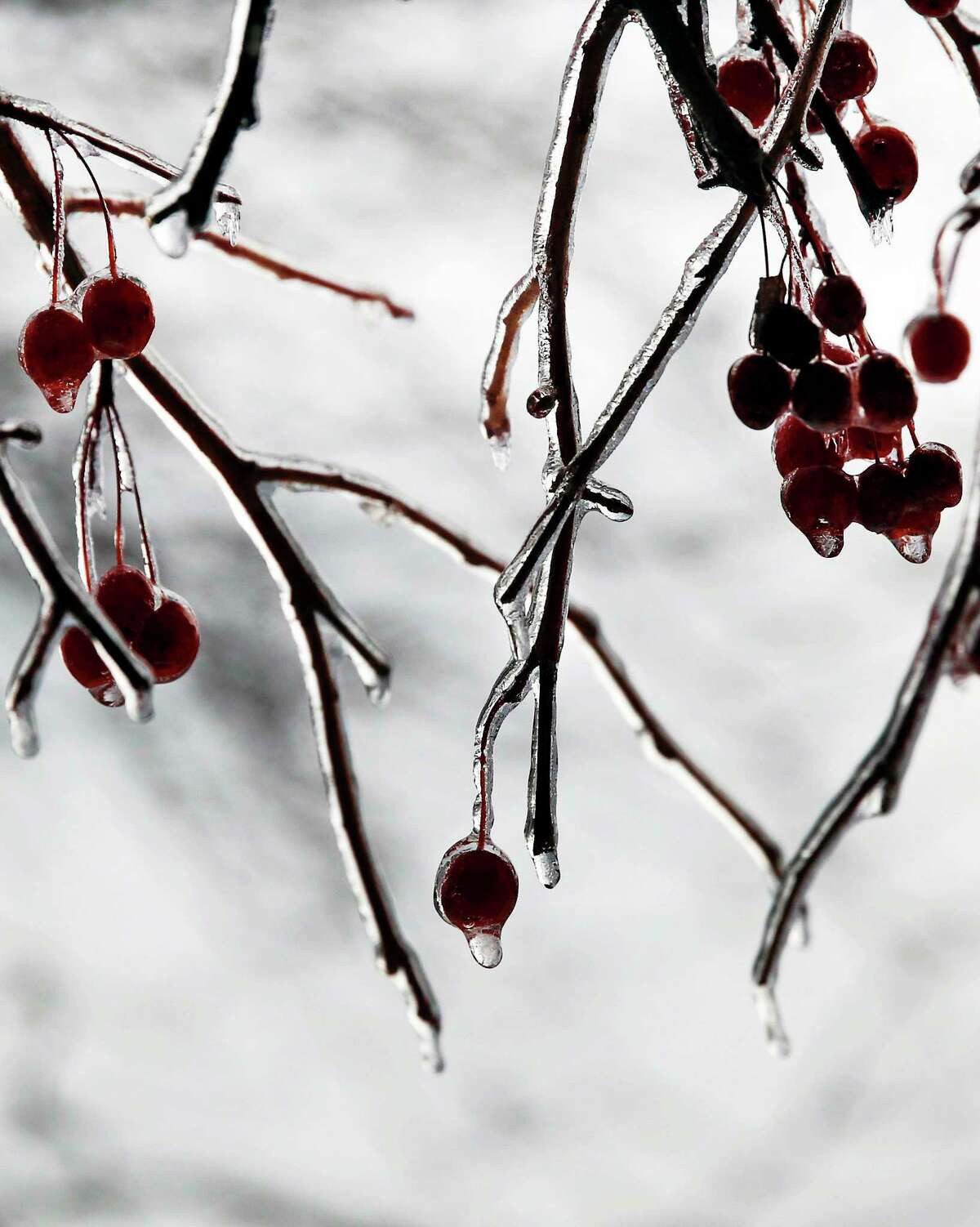 Remaining berries of winter are a valuable food source for a variety of birds.