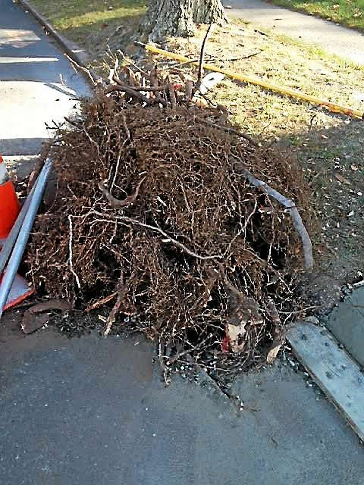 A Richmond Street resident says East Haven reneged on an agreement to reimburse him for more than $1,400 after he hired a contractor to repair the sidewalk in front of his home. The resident said roots from a tree on town property (seen in this photo) were to blame.