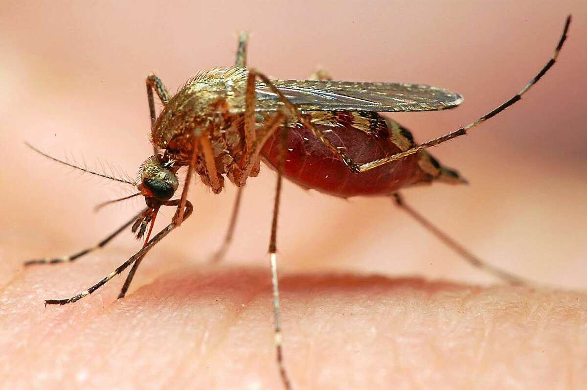 The Ochlerotatus canadensis is one type of the 3,500 species of mosquitoes that are capable of transmitting West Nile Virus to both humans and animals. File photo: By Entomologist Gene White