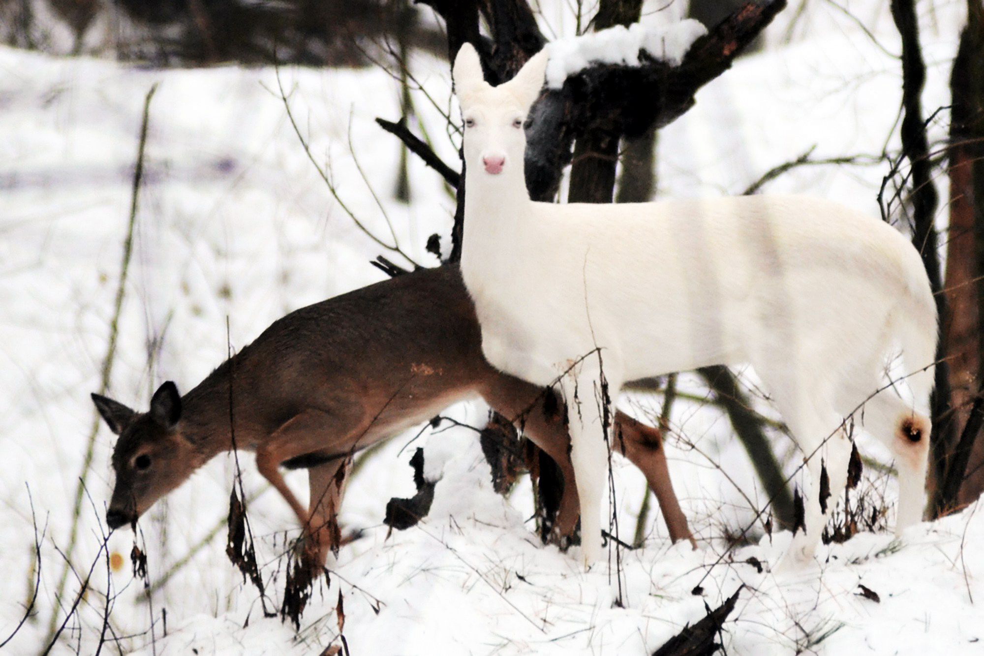 Deer And Squirrels Go About The Business Of Survival This Time Of