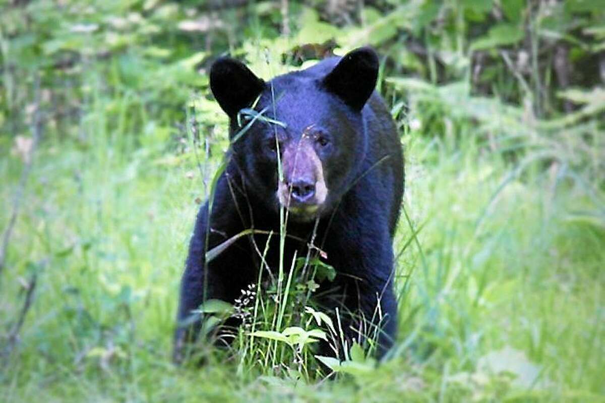 A small black bear like this one was euthanized on the grounds of Bradley International Airport.