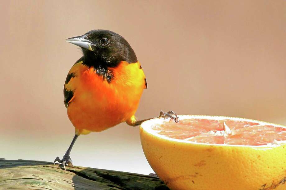 Naturalist Worried About The Whereabouts Of Her Northern Oriole