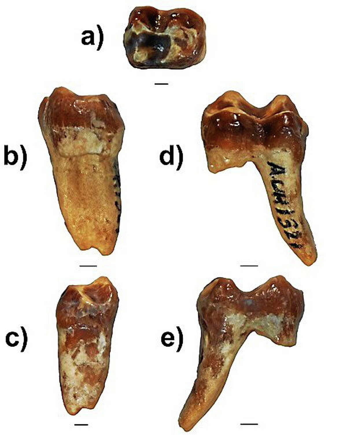 Views of a guenon monkey tooth found in 2009 in Abu Dhabi by Yale professor Andrew Hill and his team of anthropologists. Photo by Eric Lazo-Wasem.