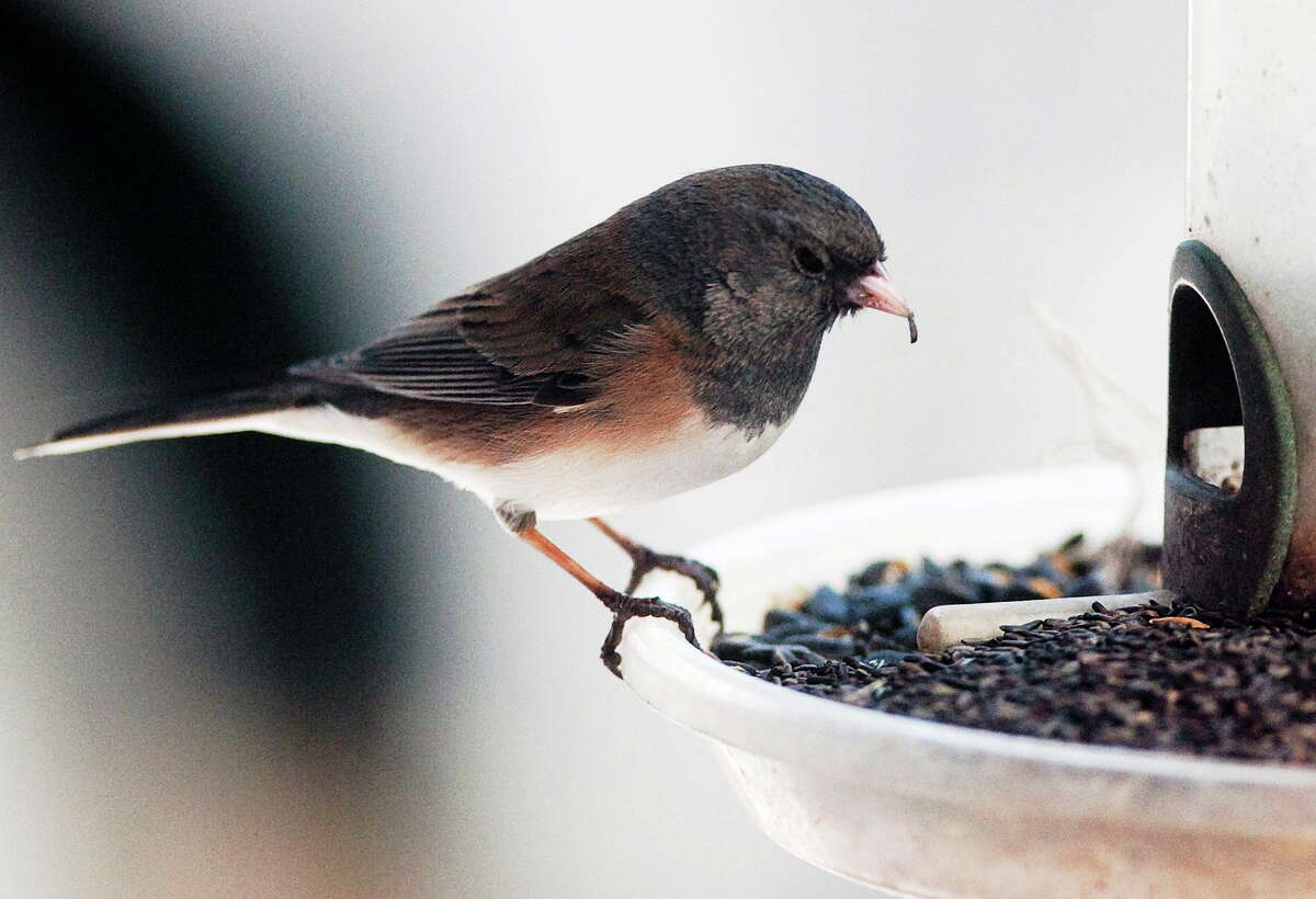 A female junco bird eats nyjer seed in Omaha, Neb., Tuesday, March 3, 2009. Birdseed prices have been fluctuating for months, and the cost of a premium seed imported from India is at an unprecedented high. All this has made the estimated one in six Americans who feed wild birds rethink their backyard buffets. (AP Photo/Nati Harnik)