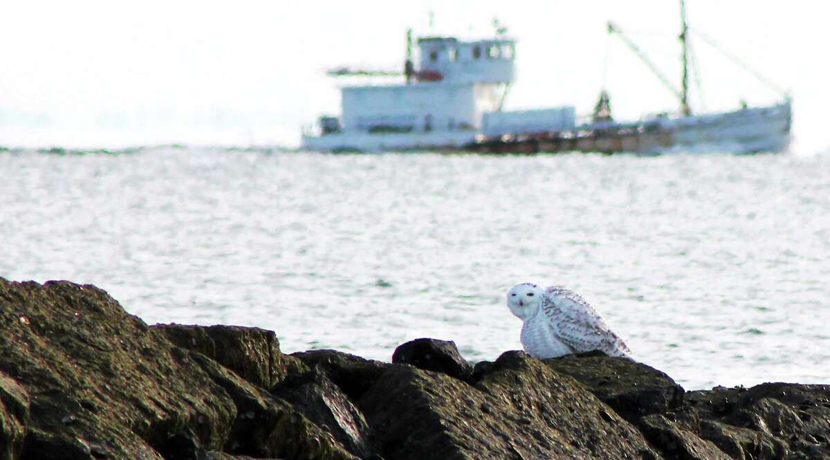 Donna Caporaso - Special to the Register Snowy Owl at Long Beach in Stratford, 11/30/2013.