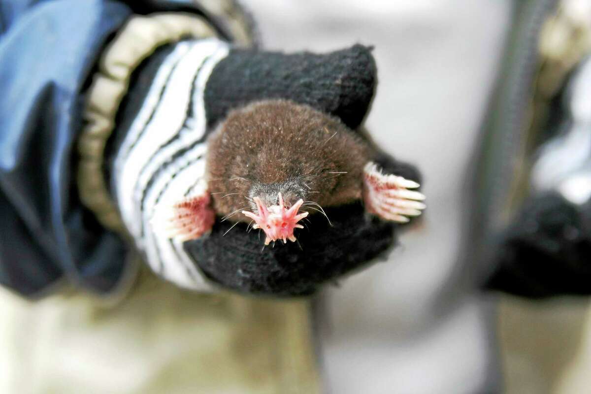 star nosed mole plush