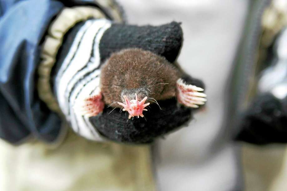 Wiggly Nose Of This Mole Helps It Hunt For Earthworms And Even