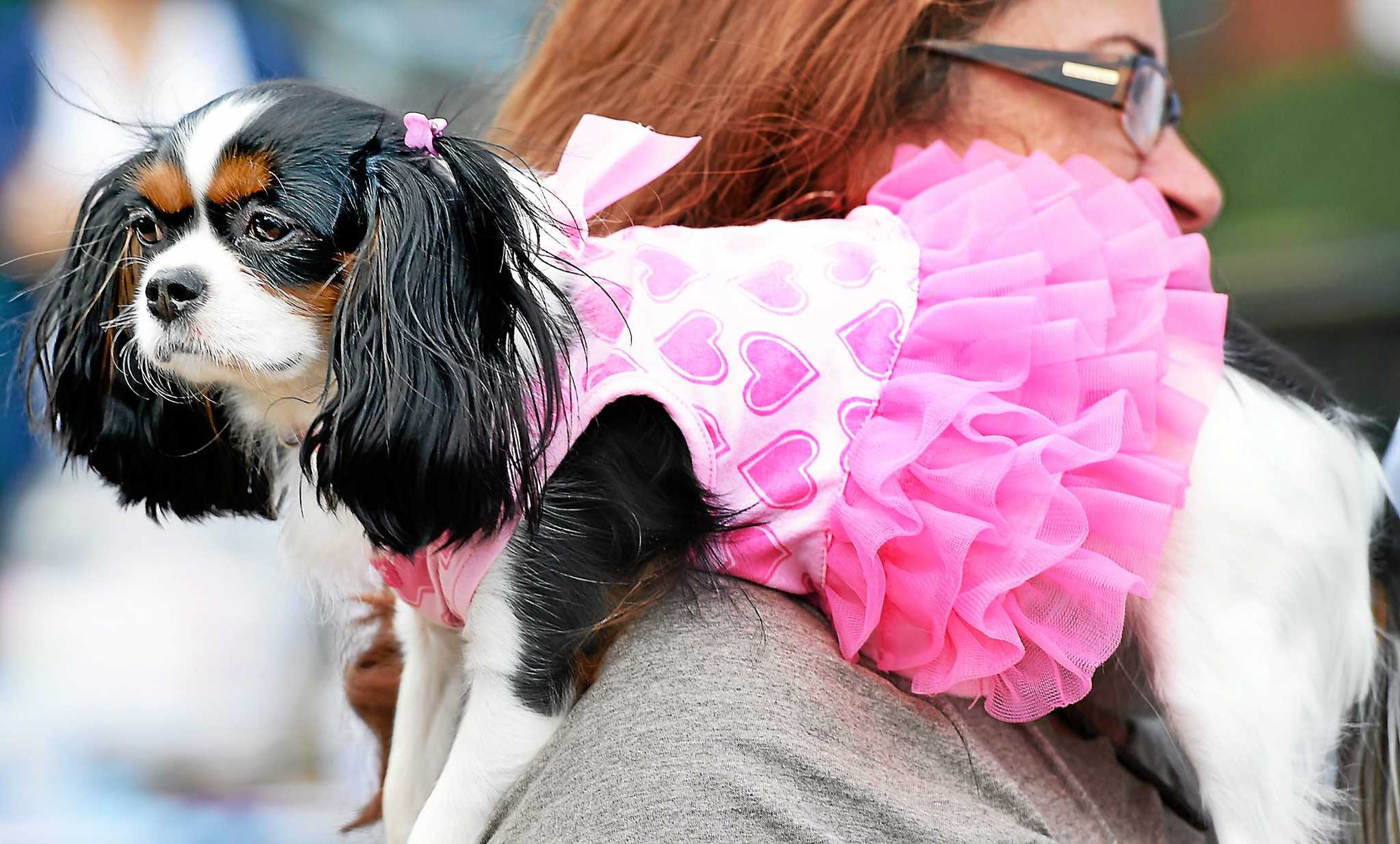 ‘Woofstock’ in Branford a hit with vendors, patrons