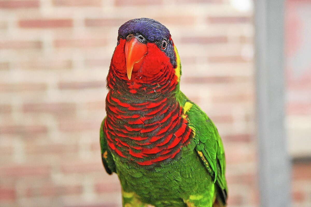 “Lorikeets,” an exhibit at the Maritime Aquarium at Norwalk, is scheduled to close in just a few weeks. Don’t miss your chance to get to know these lovable birds.