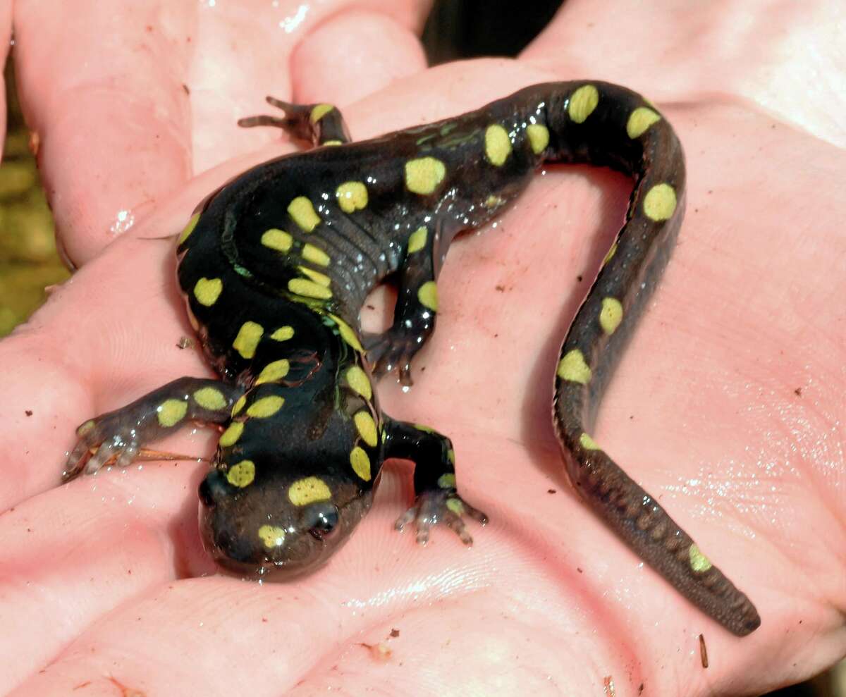 Connecticut doing its part for ‘Year of the Salamander’