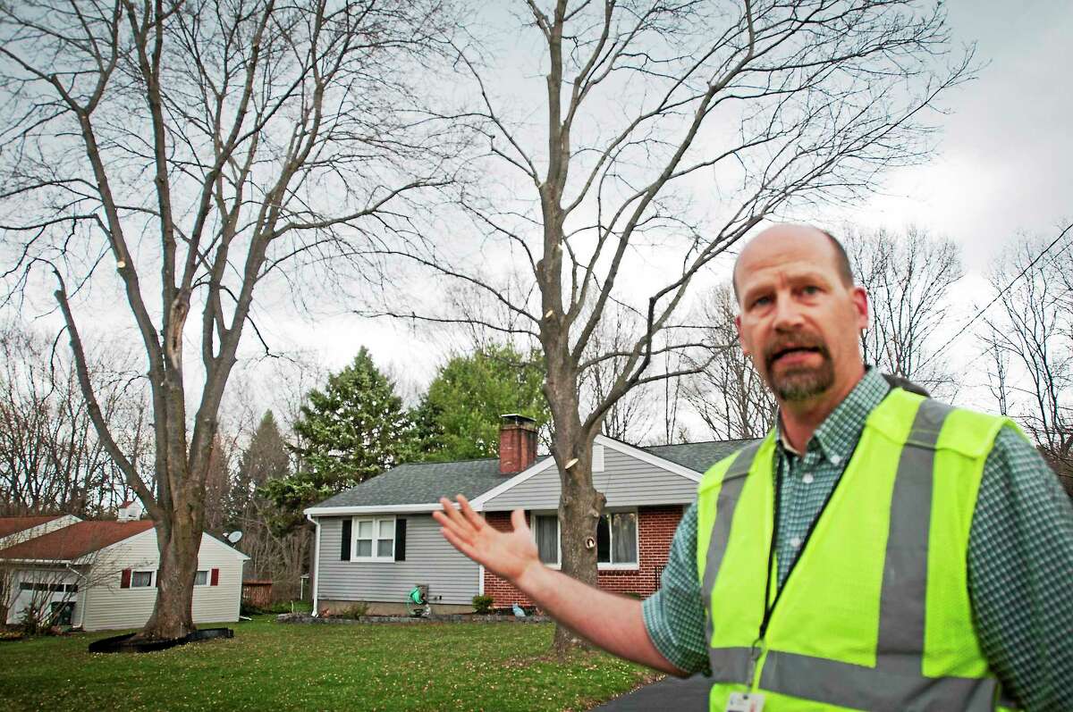 Richard Sullivan, an arborist with Connecticut Light & Power, points out maple trees in a Cheshire neighborhood that were trimmed by the utility.