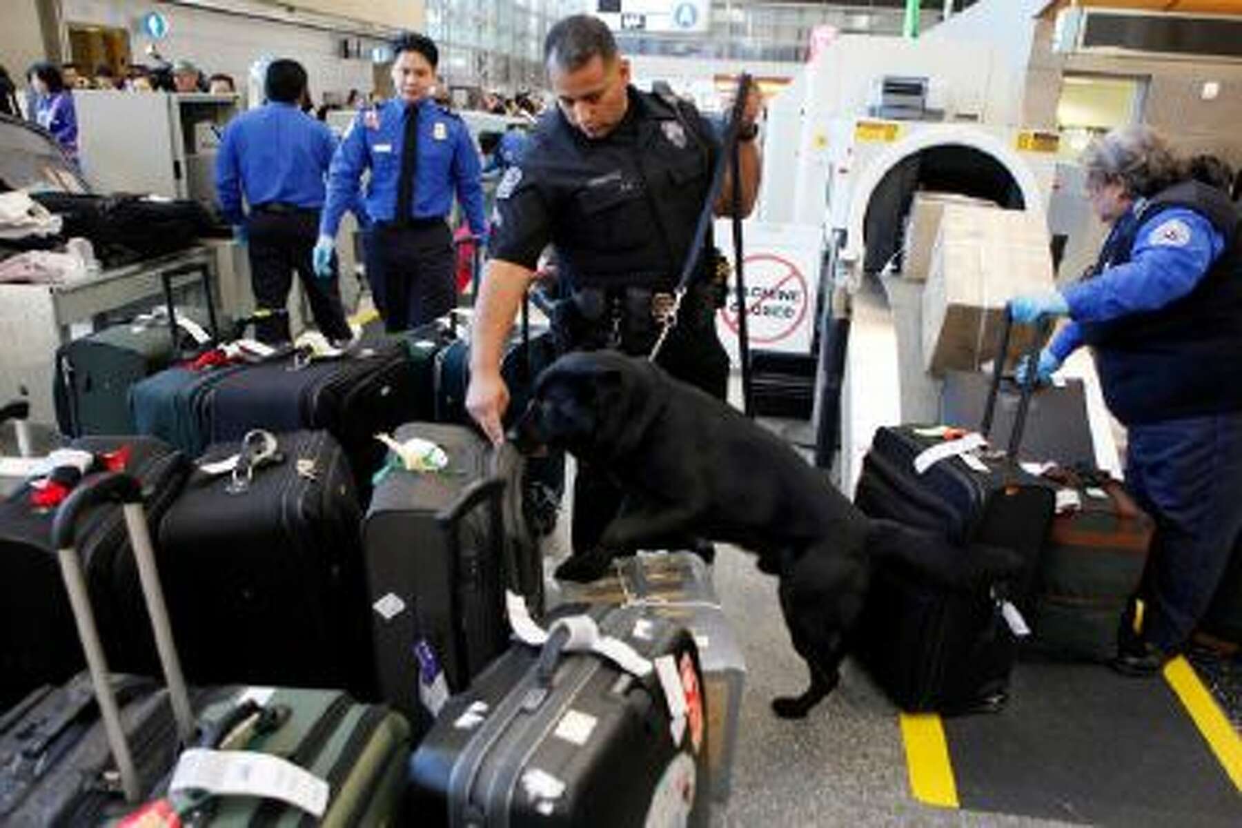 do dogs sniff luggage