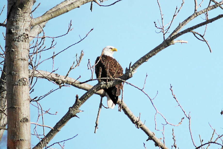 Looking up at a bald eagle nest in Connecticut sets the heart racing