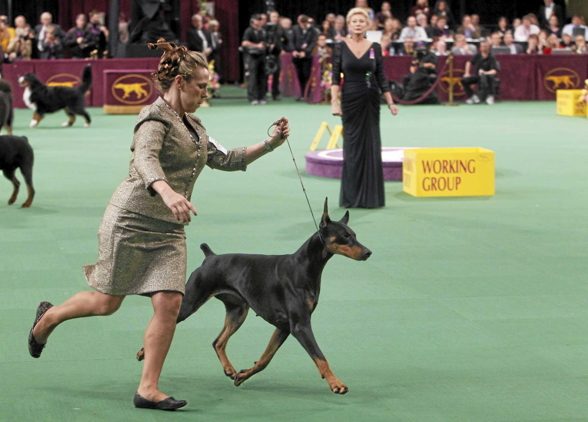 Westminster Kennel Club’s new agility competition a hit.