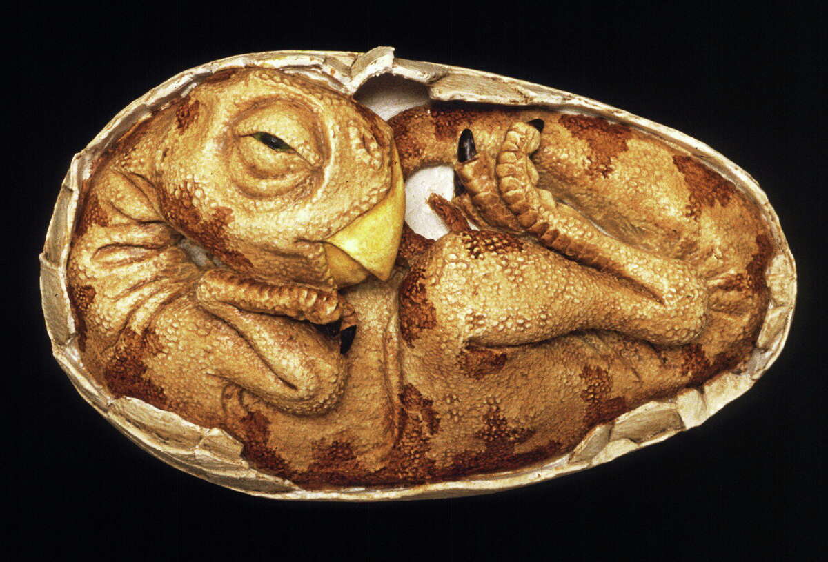 IMAGE COURTESY YALE PEABODY MUSEUM This life-sized model shows the embryo of an oviraptor dinosaur as it may have looked shortly before hatching. Oviraptors were light, fast-moving carnivores with long claws and toothless beaks. The model, created by paleo-sculptor Dennis Wilson, is based on the anatomy of a fossilized oviraptor embryo discovered by paleontologist Mark Norell of the American Museum of Natural History.