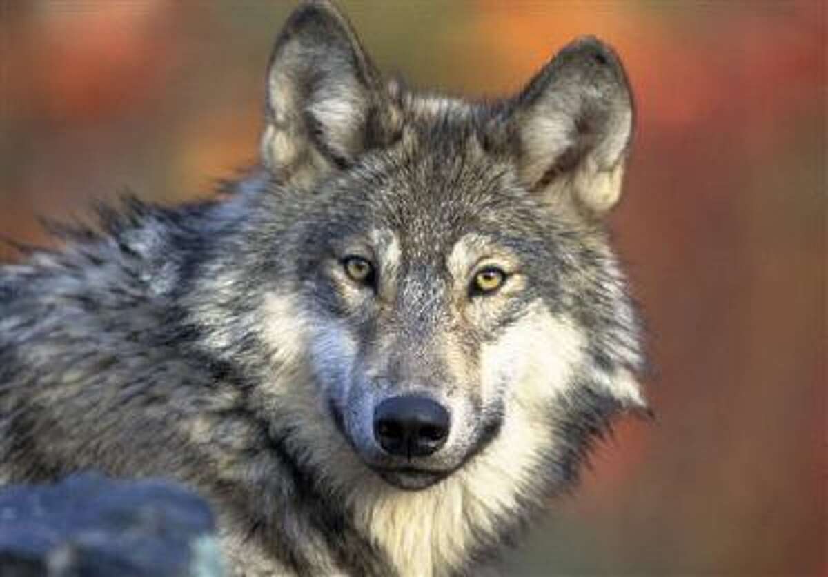 Editorial: Gray wolves are thriving, as they should Editorial: Gray wolves are thriving, as they should
