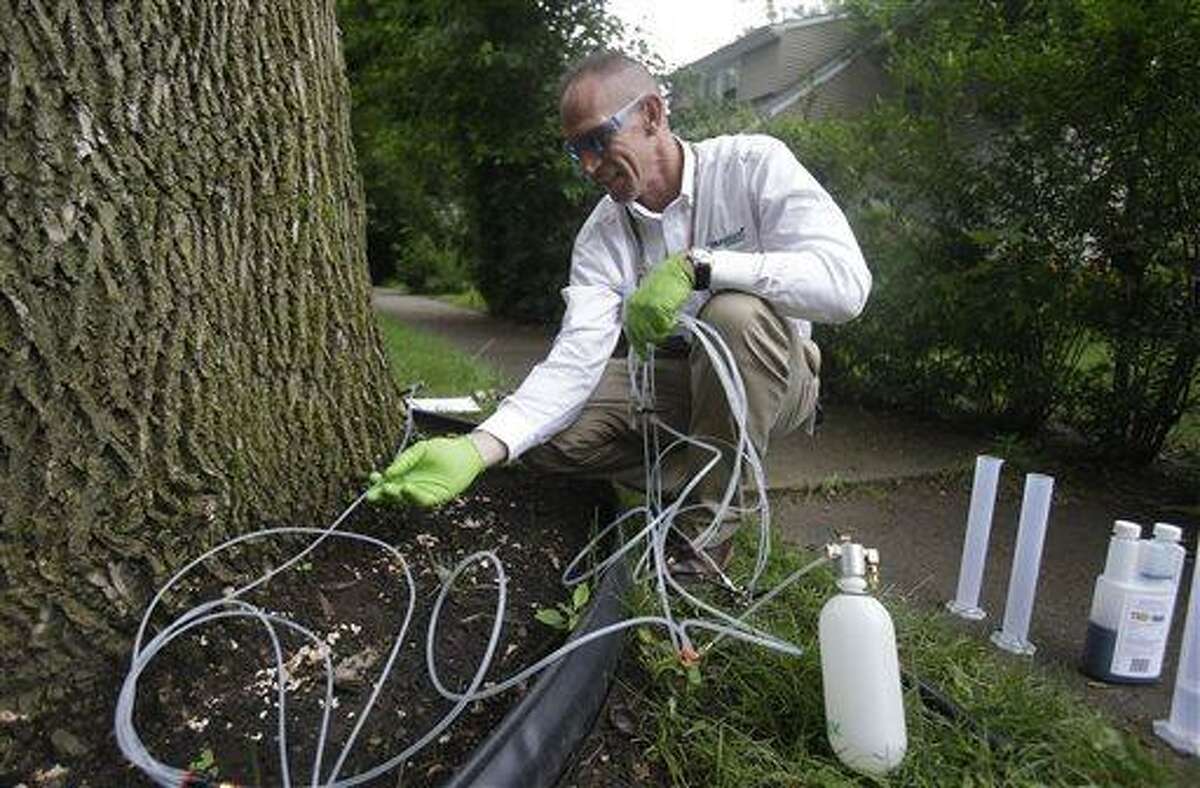 Bryan Billman injects ash trees with an insecticide to protect the tree from emerald ash bores Tuesday, July 9, 2013, in Cleveland. Thirty-six ash trees will be injected Tuesday in Cleveland for a cost of less than $50 a tree. The process lasts more than two years and knocks out the ash borer. (AP Photo/Tony Dejak)