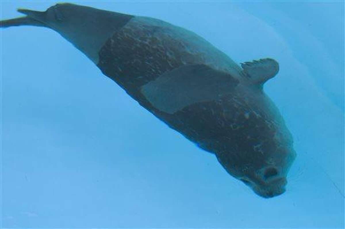 Mystic Aquarium’s Tik Tok account has gone viral