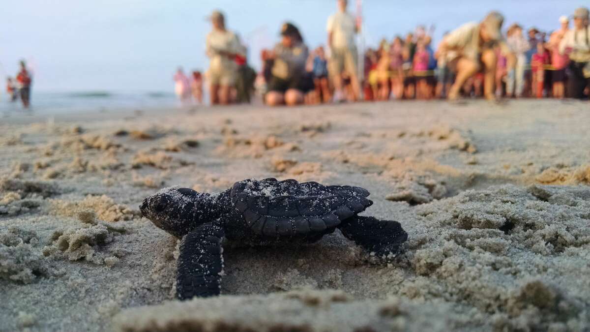 Here's why Padre Island National Seashore hasn't hosted public turtle ...