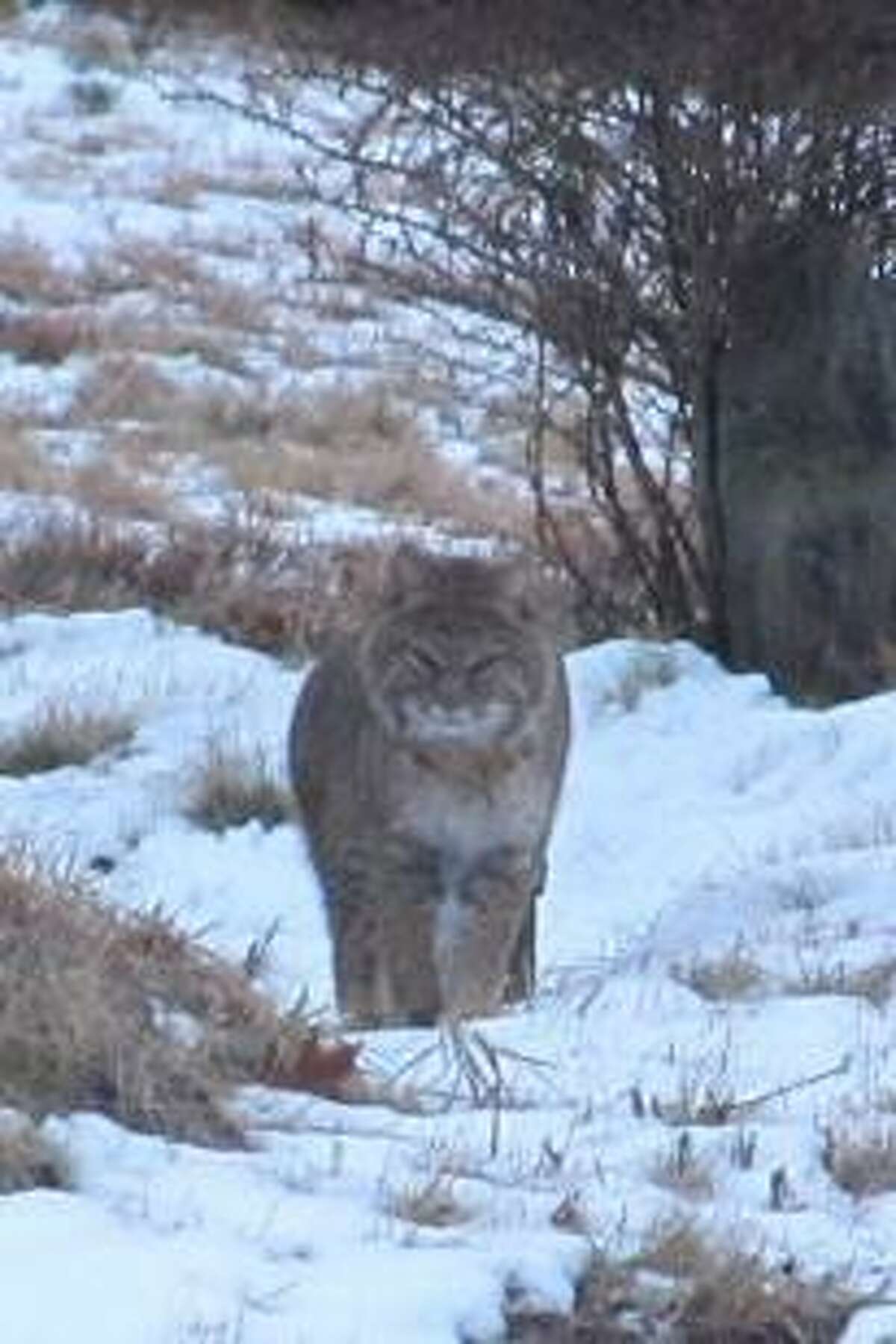 Year Of The Bobcat? CT Sightings On The Rise: Town-By-Town Updates