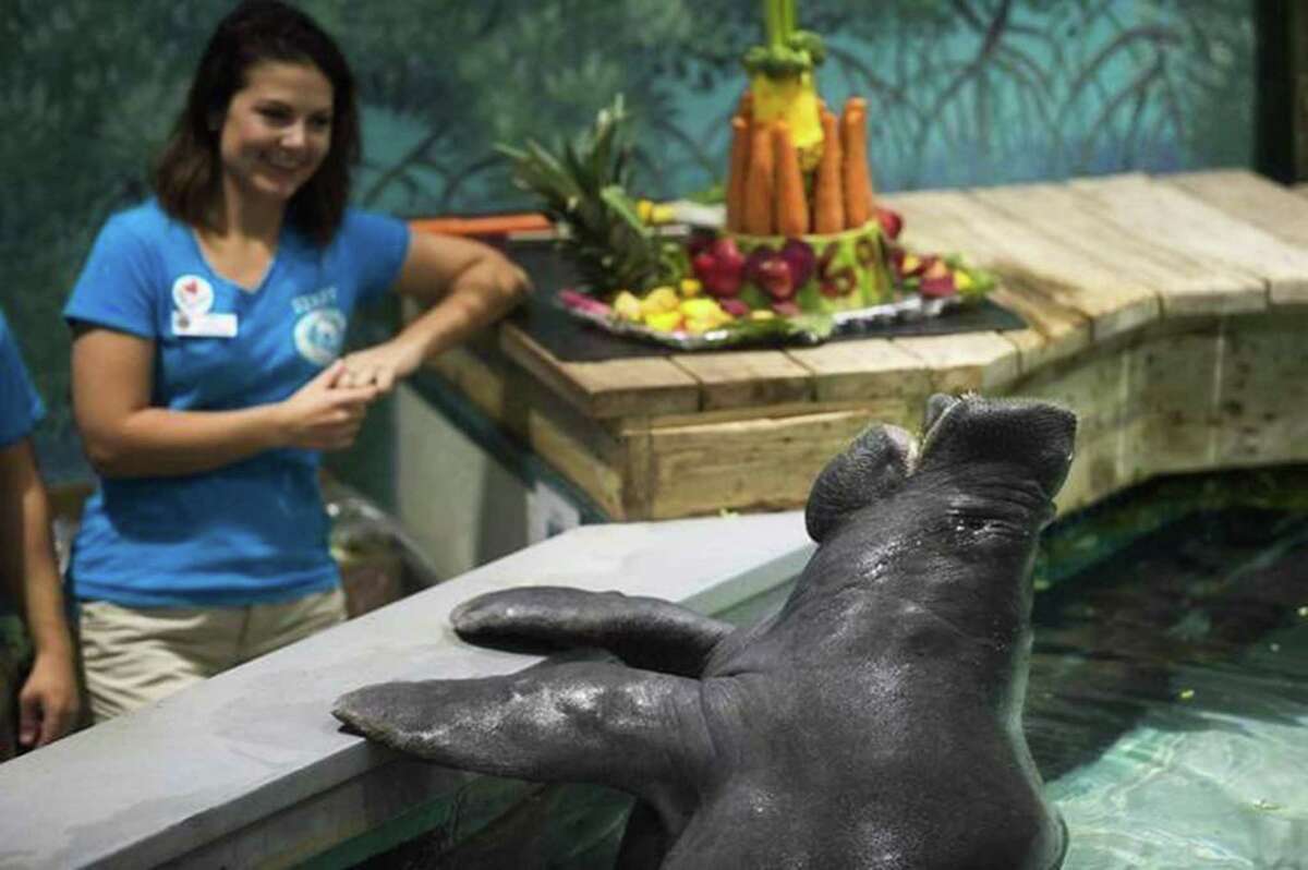 Snooty, seen here on Saturday during a celebration of his 69th birthday, has died, according to the South Florida Museum.