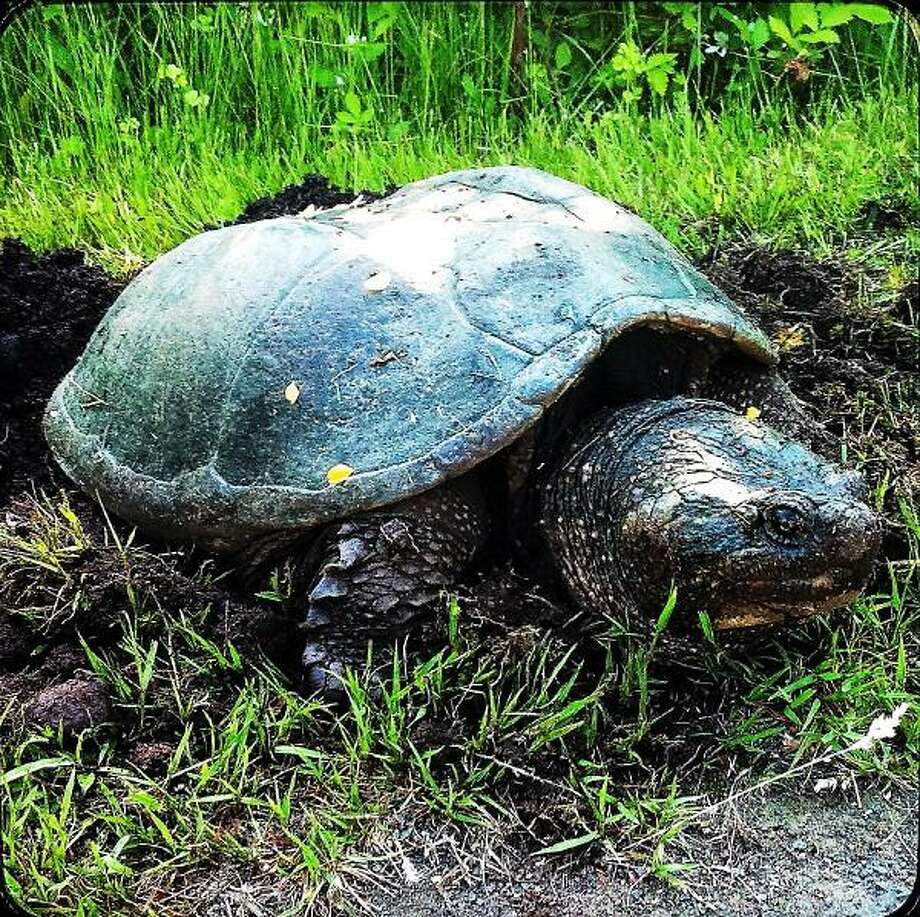 We bumped into old Mr. Snapping Turtle while out walking the dog - New ...