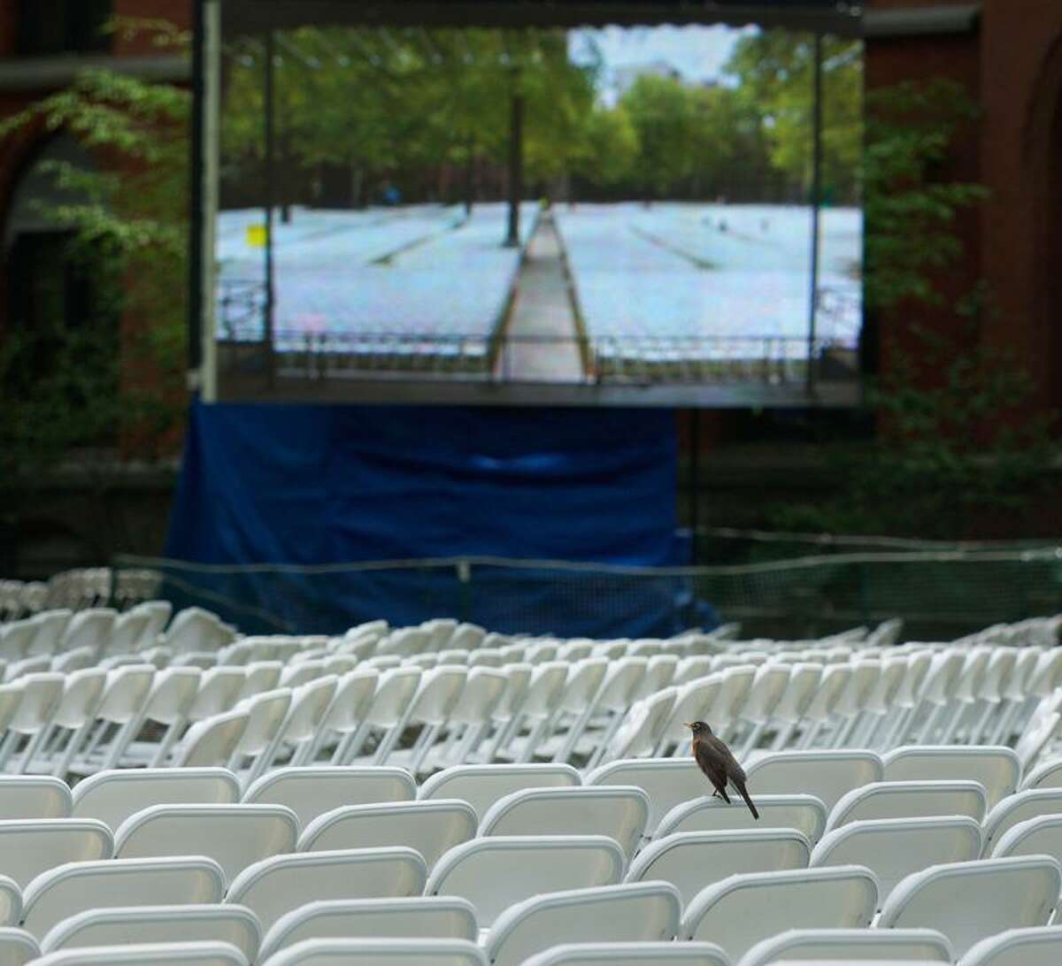 New Haven-- A bird sits amoung the thousands of chairs set up in old campus at Yale in preparation for class day and graduation. Photo-Peter Casolino/Register pcasolino@newhavenregister.com