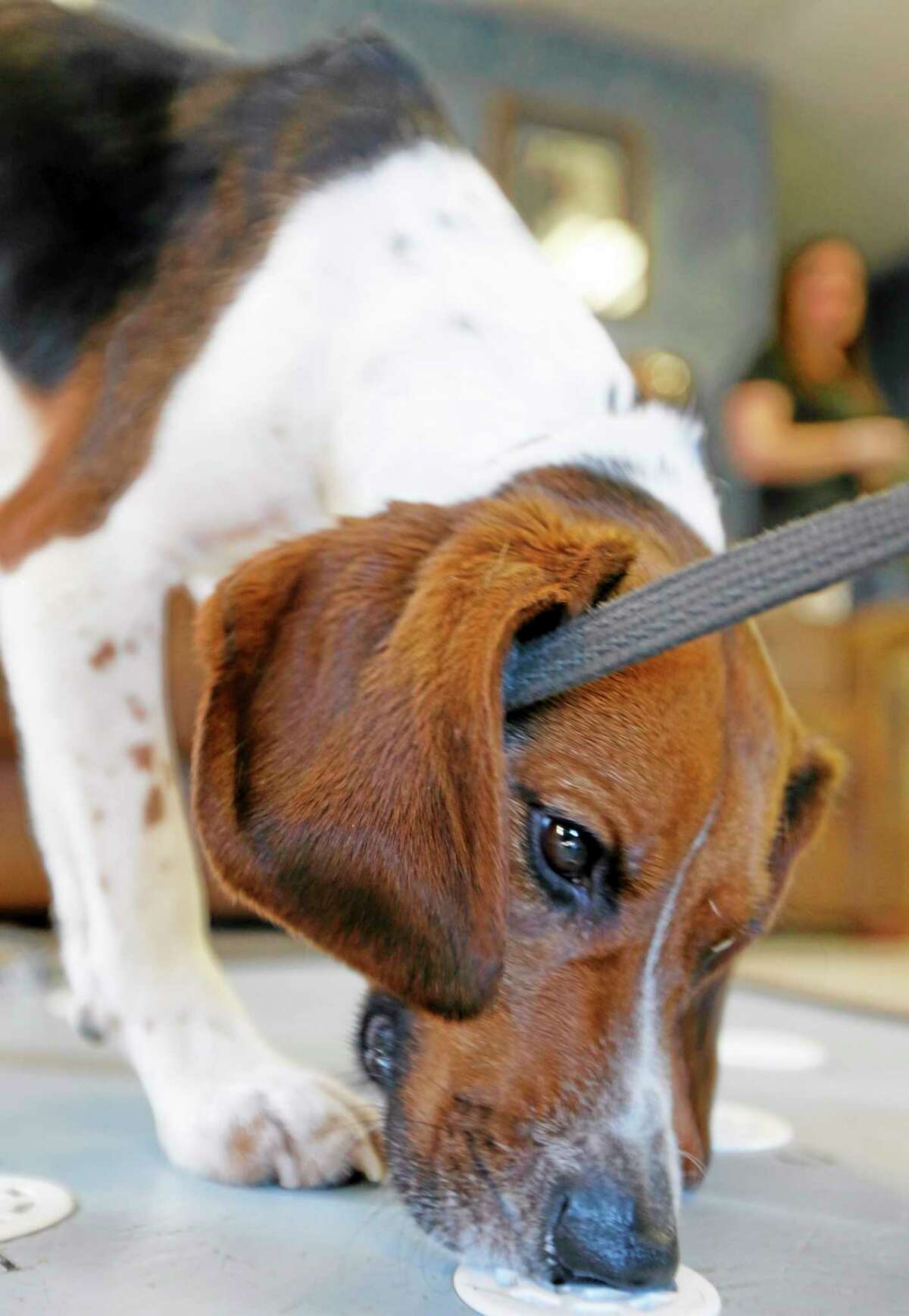 Elvis, a 2-year-old beagle, sniffs polar bear protein samples at Iron Heart Performance Dog Center in Shawnee, Kansas. Elvis is demonstrating 97% accuracy in positive identification of samples from pregnant females. AP Photo/Orlin Wagner