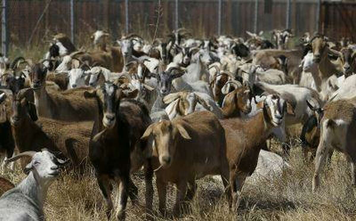 In this photo taken on Wednesday, June 19, 2013, goats graze on a patch of San Francisco International Airport land in San Francisco. San Francisco airport is using 400 goats to clear from an area of the airport prone to fire. (AP Photo/Jeff Chiu)