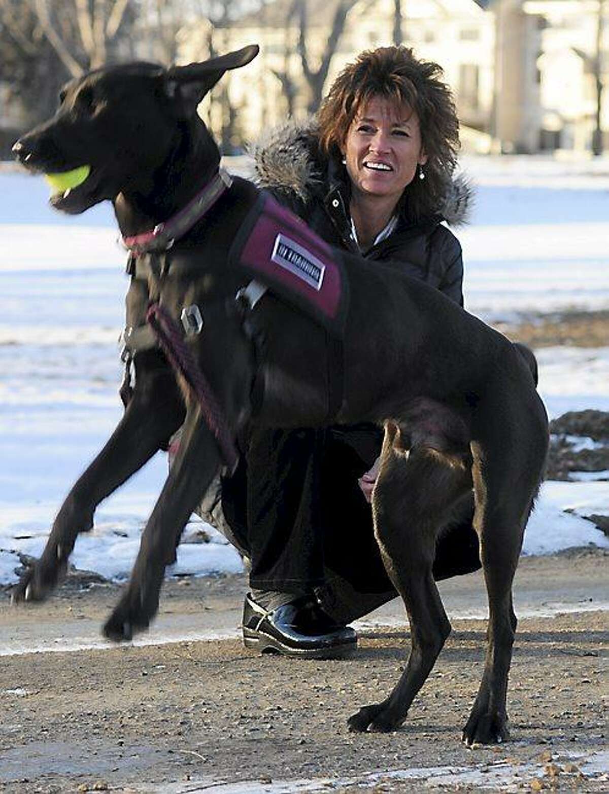 Holly Ryan took Ranger, a therapy dog with her to help counsel first responders at the Newtown, Connecticut school schooting, photographed in Savage, Mn. on January 15, 2013. (Pioneer Press: Scott Takushi)