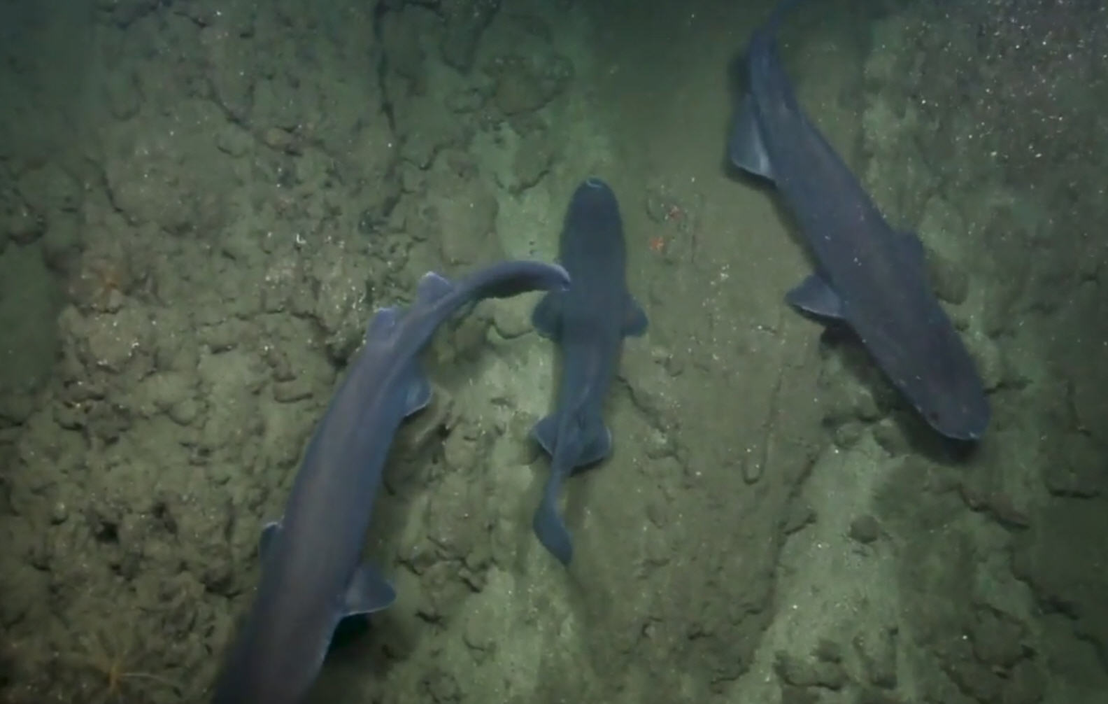 Video: A group of sharks is called a shiver? See them here