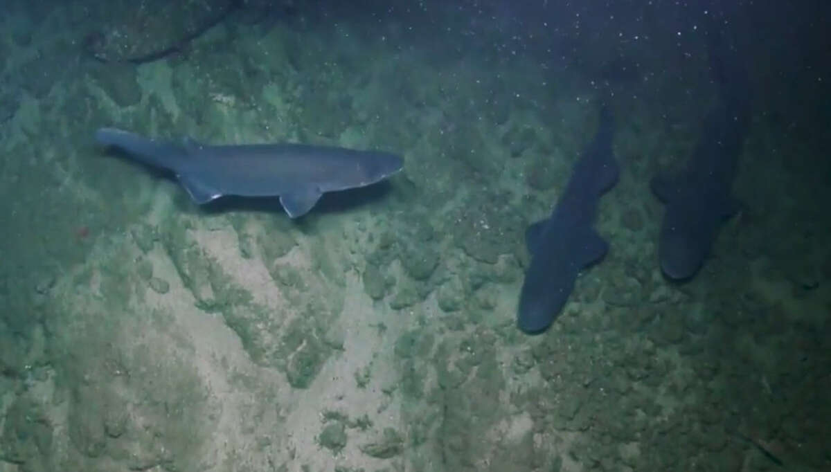 Video: A group of sharks is called a shiver? See them here