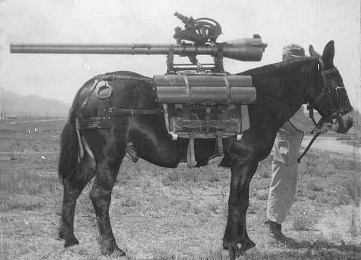 Mules have performed a number of functions for the U.S. Army. Here, a rapid-fire gun is mounted on the animal's back, a practice that has been discontinued.