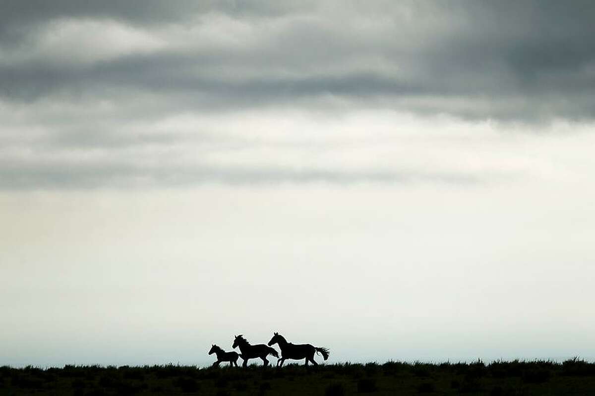 Horses in a field gallop away from the sound of motorcycles competing in the 9th stage of the 2013 Dakar Rally from Tucuman to Cordoba, Argentina, Monday, Jan. 14, 2013. The race finishes in Santiago, Chile, on Jan. 20. (AP Photo/Victor R. Caivano)
