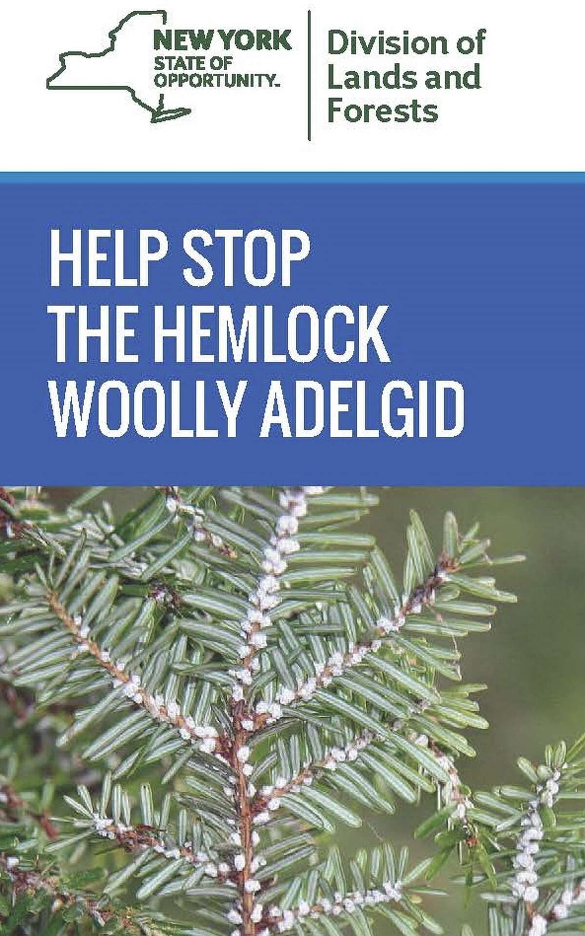 Image taken from a brochure circulated by the state on an invasive that attacks Eastern hemlocks.