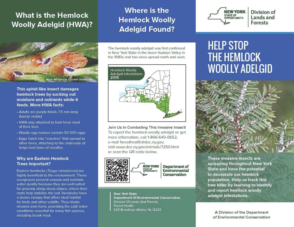 A state brochure describes an invasive insect that has been discovered in the branches of an Eastern hemlock tree in Lake George.