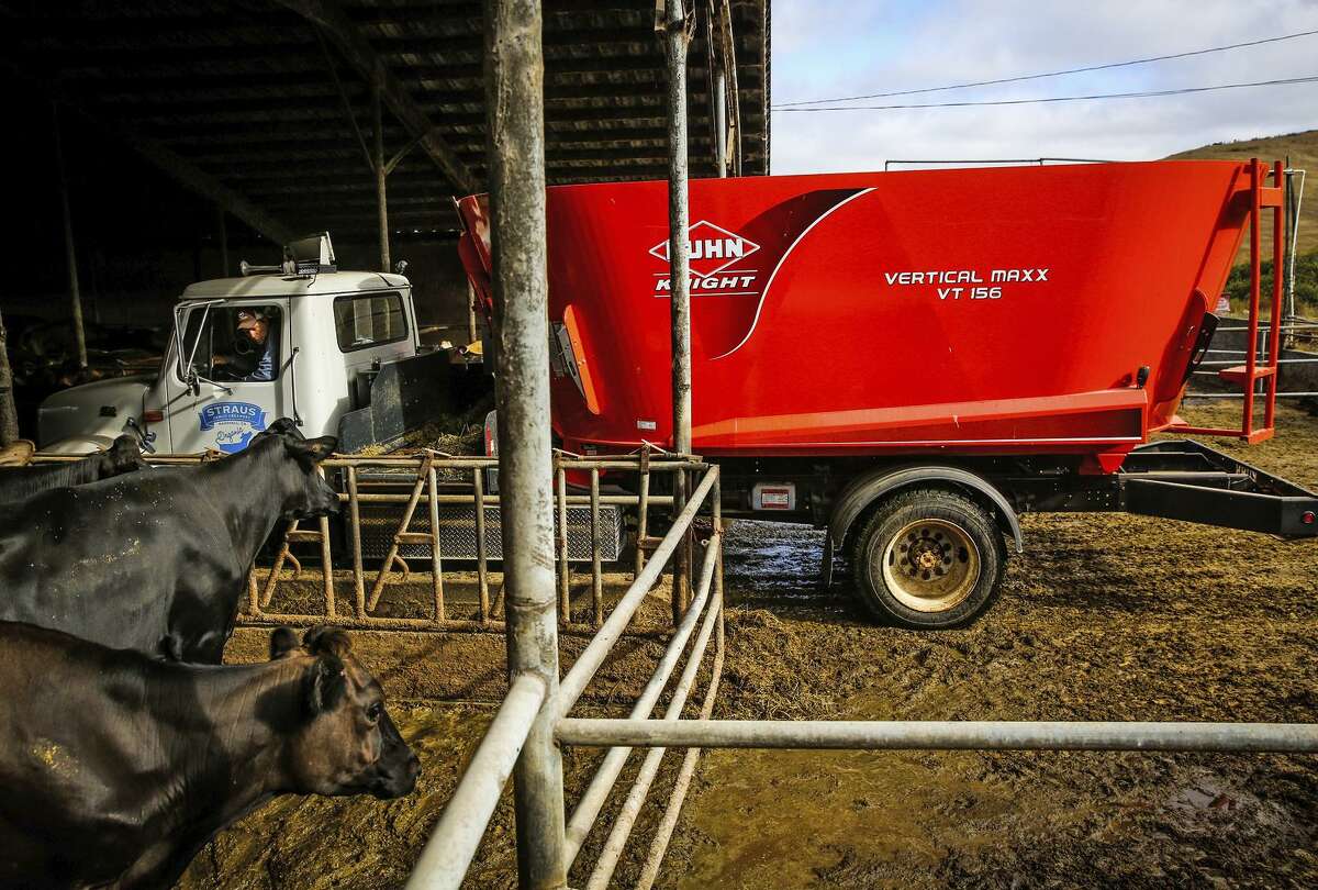 Assistant manager Josh Hollis uses an electric truck that runs on methane to feed the cows at the Straus dairy farm in Marin County.