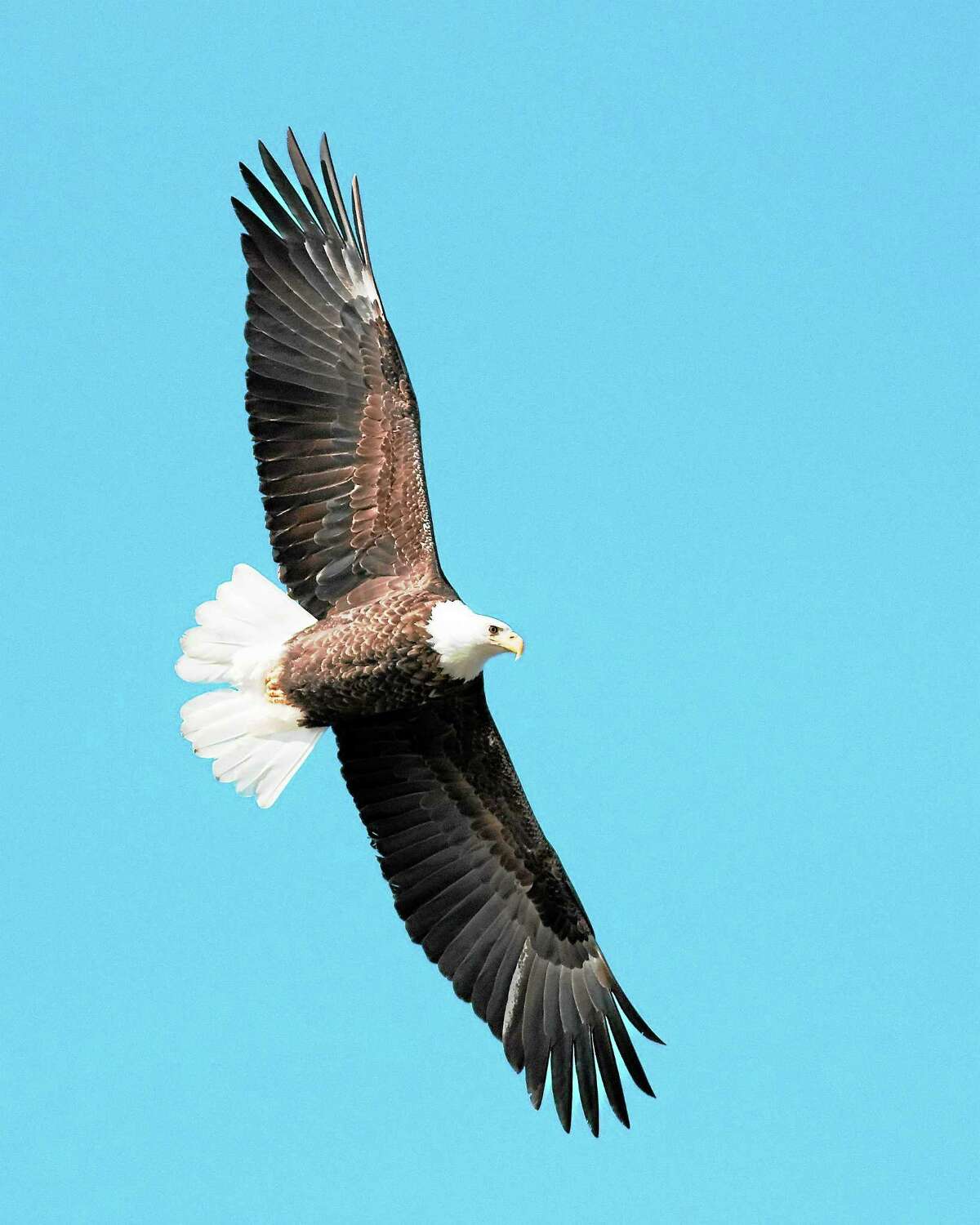 Bald eagles know nest building means bonding time