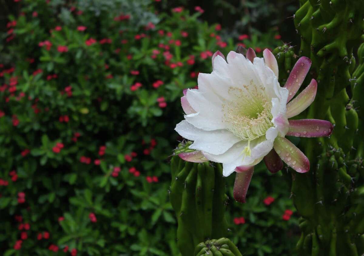 Mark Baacke shot this Cereus peruvianus as it was getting ready to close in the morning after blooming all night in his Friendswood garden.