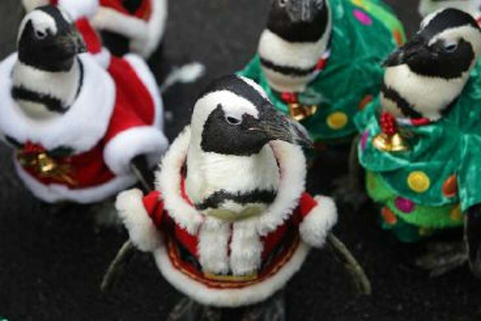 This is how penguins celebrate Christmas in South Korea