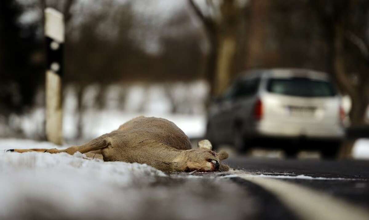 Roadkill Increasingly It S What S For Dinner