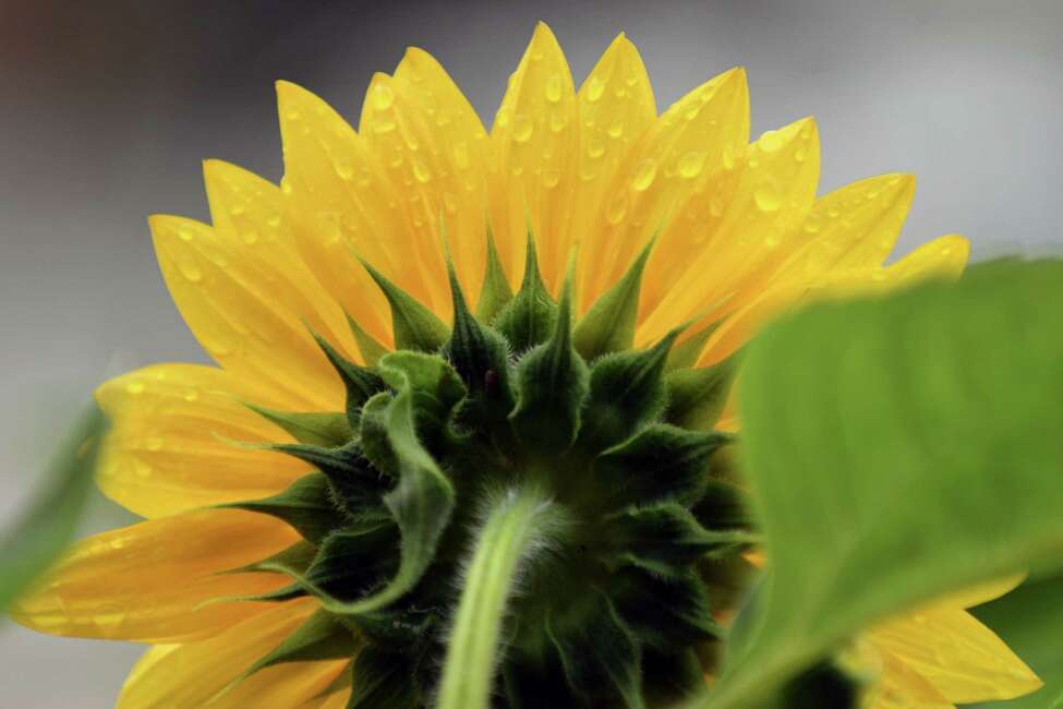 Sunflowers stand in for the real sun