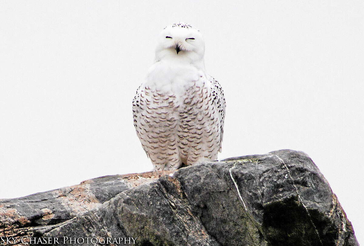 Bill Batsford, president of the New Haven Bird Club, sent this photo of a snowy owl at Hammonasset Beach State Park in Madison. Naturalists remind us to give these birds plenty of space as they struggle to survive in unfamiliar territory.