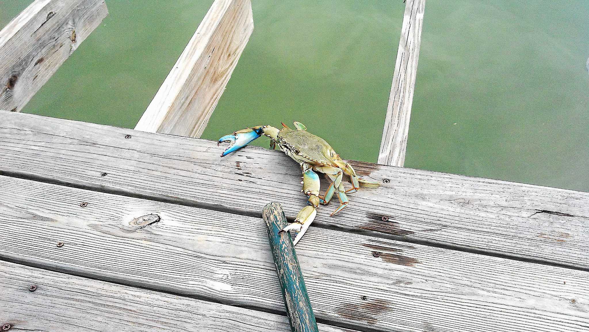 Come Along For A Day Of Crabbing On The East River In Guilford