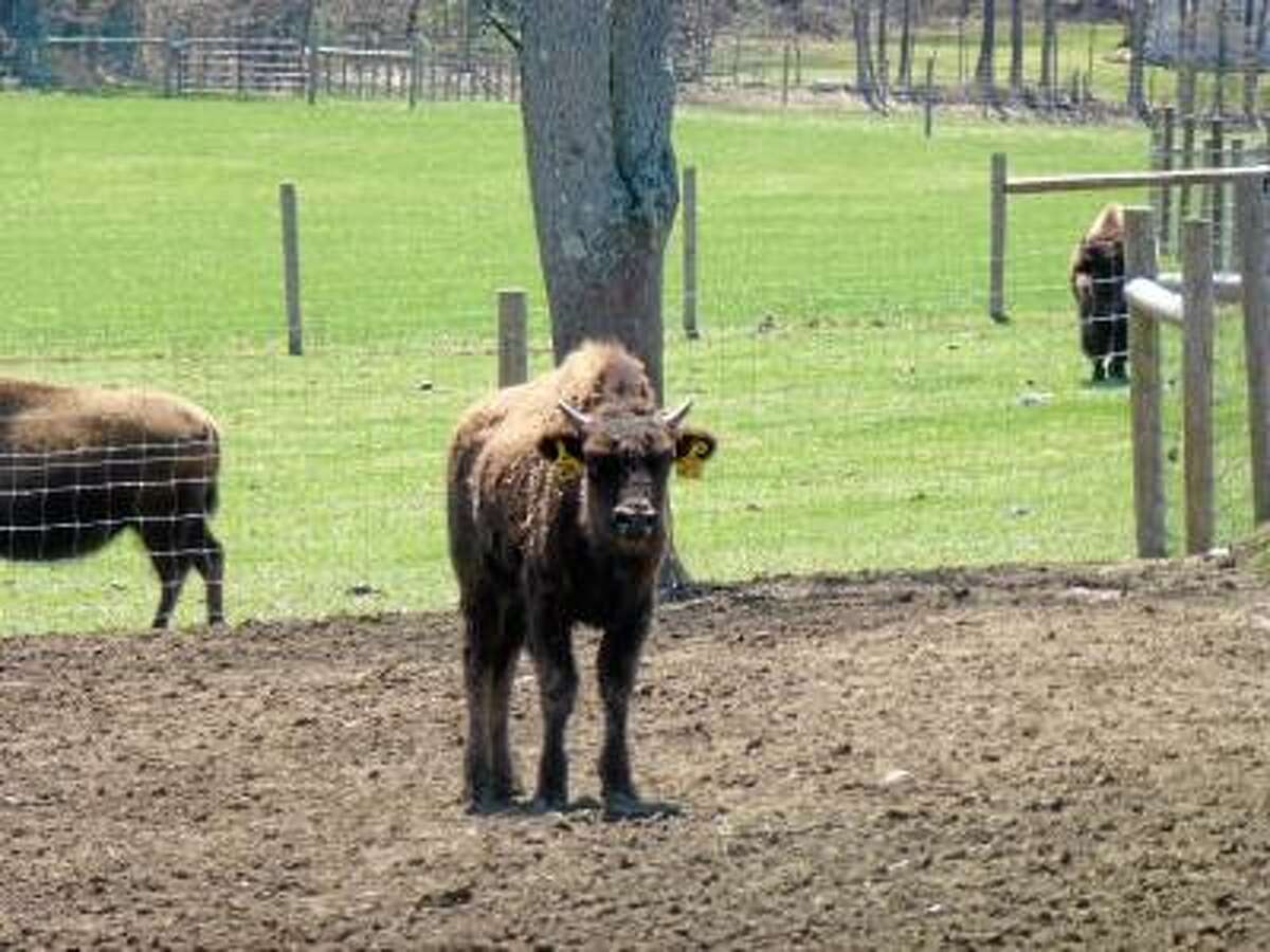 Ryan Flynn/Register Citizen -- Fay currently has 50 bison on his 60-acre property.