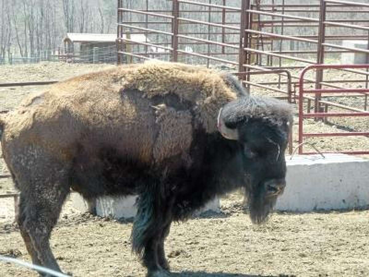Ryan Flynn/Register Citizen -- The largest bison at Mohawk, who Fay said he weighed on Saturday, is 1600 pounds.